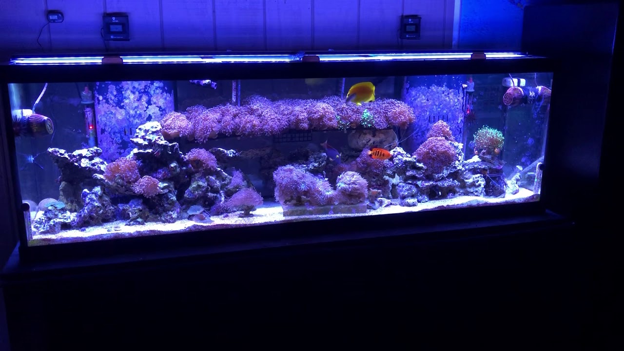 Saltwater coral reef tank