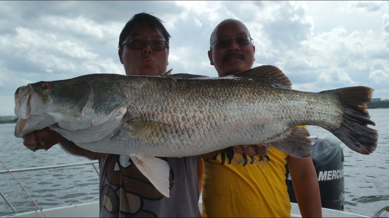 Barramundi Catch n Cook. How to Fillet & Pan-Sear Butter Herb Barramundi. Ep 39 ONZZ Fishing
