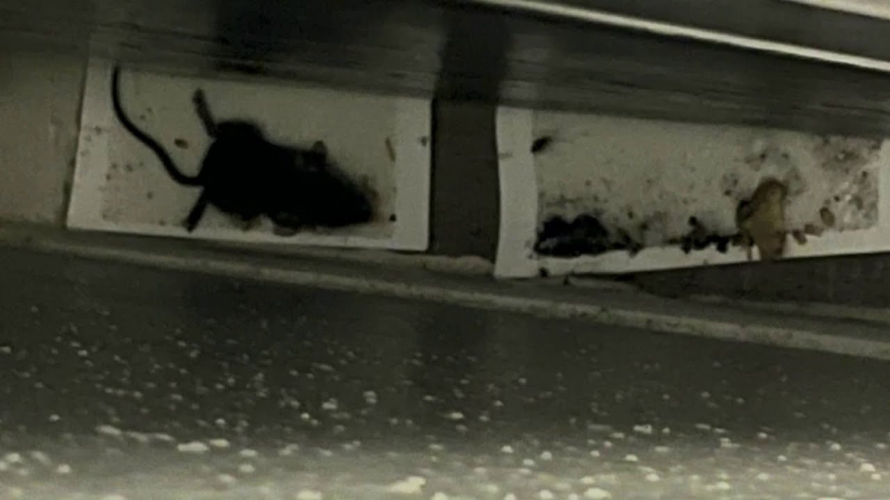 Families upset by rats and mold in apartment