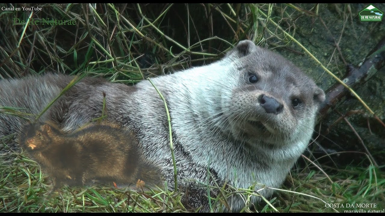 COSTA DA MORTE. LA NUTRIA: morfología y diferencias con el visón americano