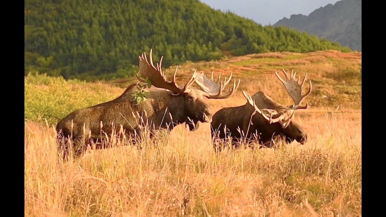 Huge Bull Moose Do the Head Wag Strut Fun! | MooseMan Video Photography Calendar