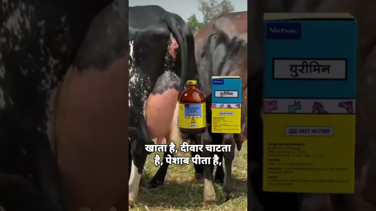 Vet. Urimin injection का उपयोग!