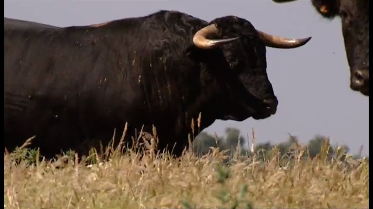 The bull, the most powerful animal and symbolic of the earth