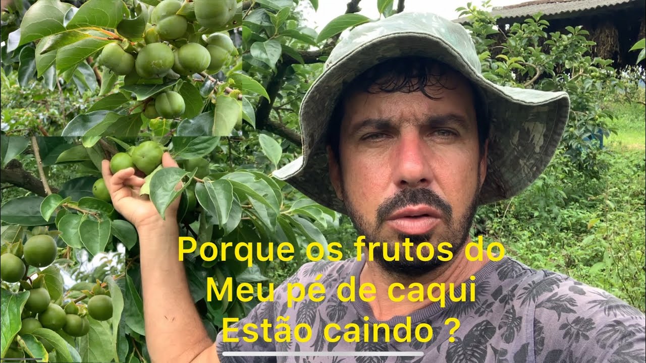 Queda de frutos no pé de caqui ? Falando um pouco sobre e mostrando a lavoura !