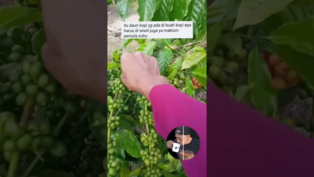 tunas daun pada kopi yg harus diwiwil‼️