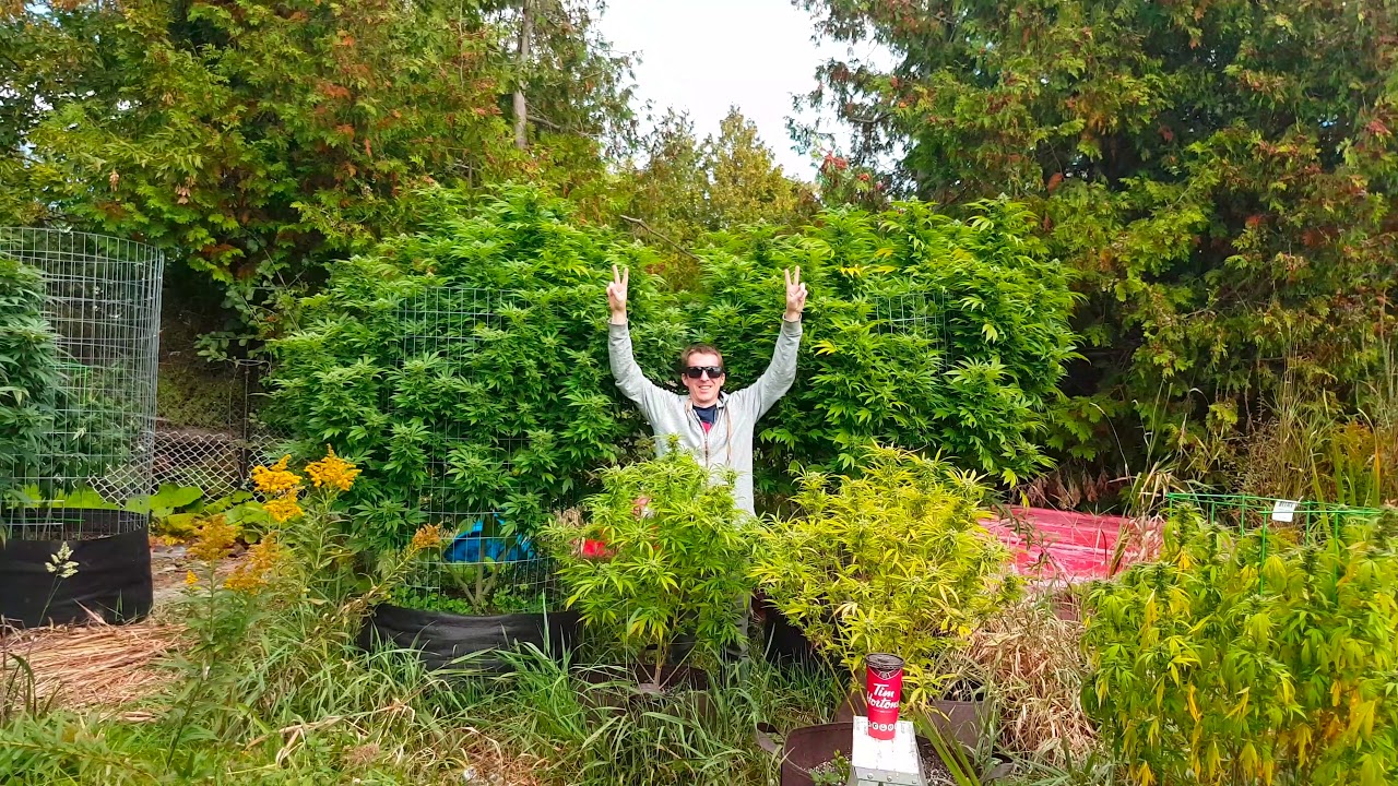 Outdoor Organic Cannabis Grow 2017 EP7