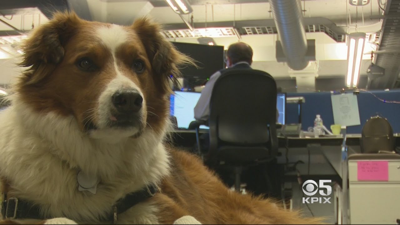 Mixed-Breed Mutt Puts Dog DNA Tests Through Their Paces