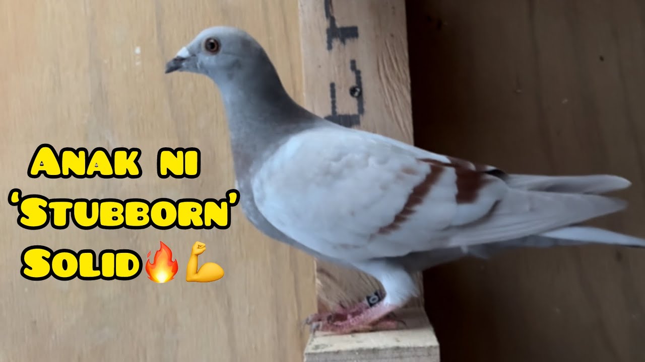 APAKA ANGAS NG MGA ANAK NI STUBBORN💪🔥 UPDATE SA MGA YOUNG BIRD #unoloftpigeonracing 