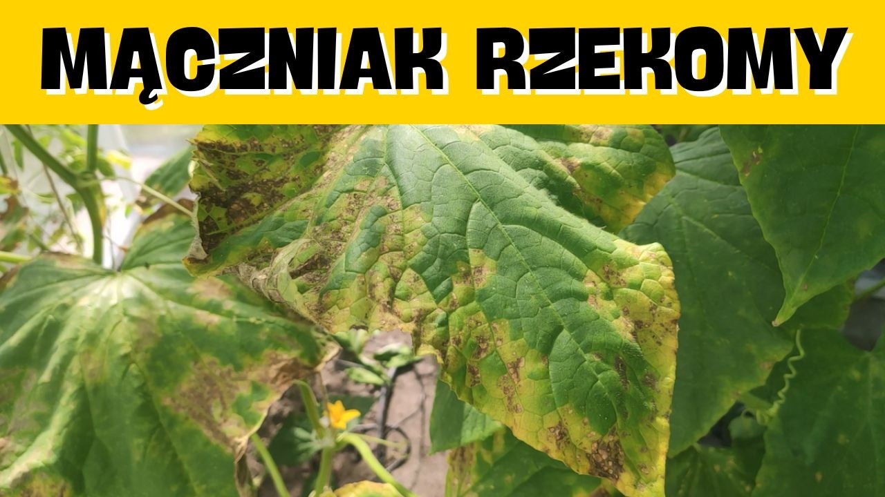 MĄCZNIAK RZEKOMY - Oprysk Interwencyjny