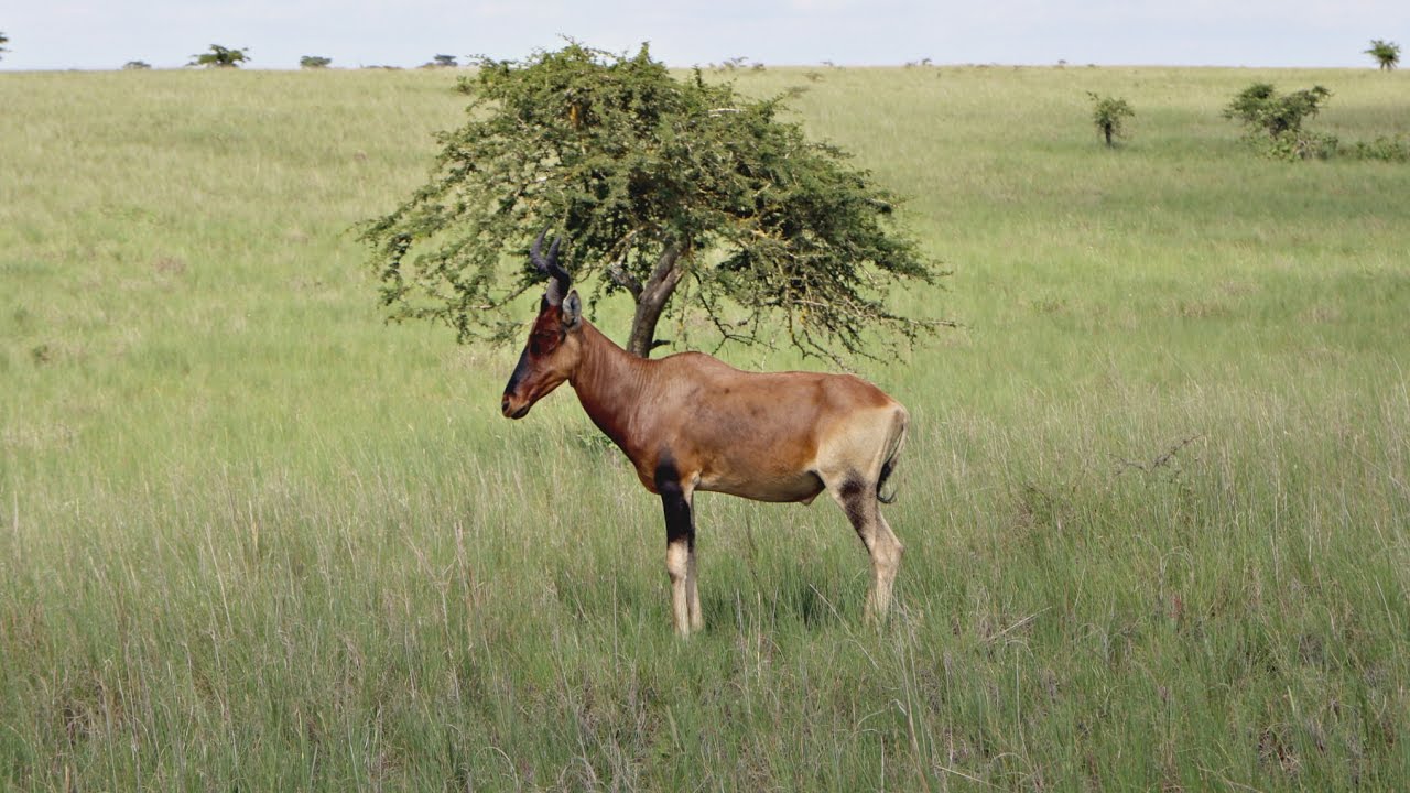 Senkelle Swayne's Hartebeest Sanctuary, Ethiopia