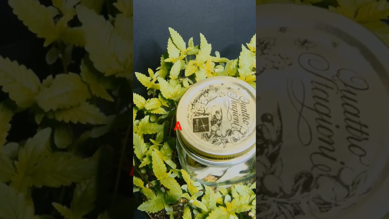 DRAMATIC SEED GERMINATING TIME LAPSE 🌱😆✌️#comedy #canabiscommunity #growyourown  #timelapse