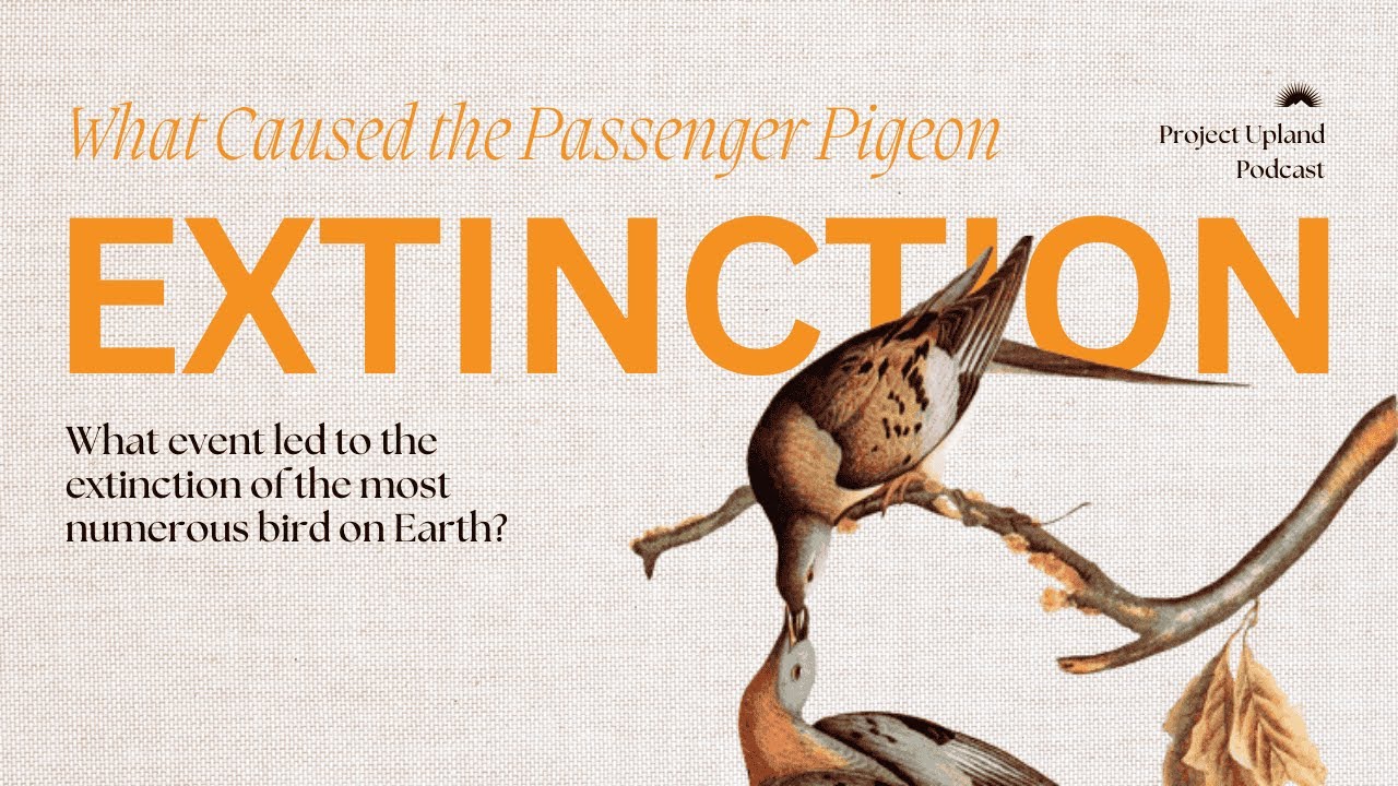 S1E3 What Caused the Passenger Pigeon Extinction?