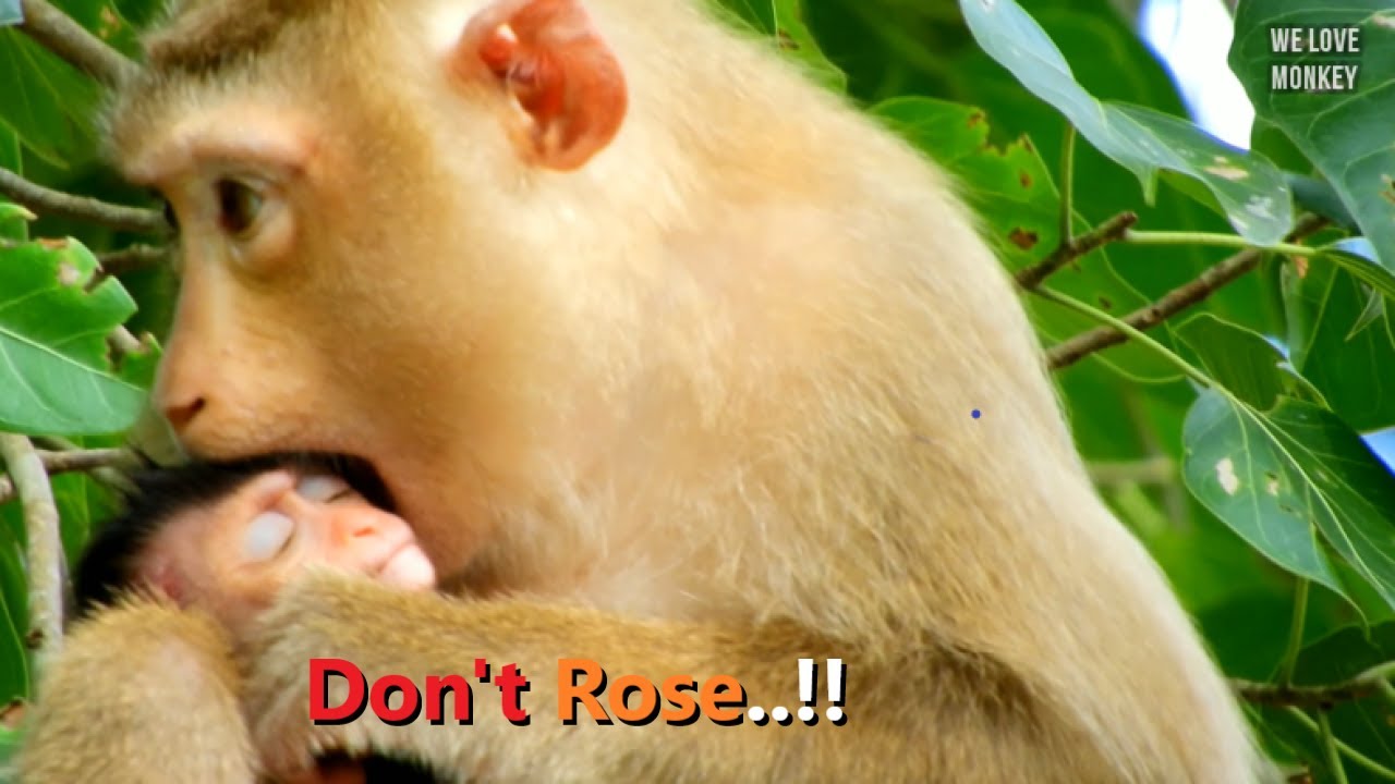 Baby Monkey Rex Milk too Much And Makes Mom Rose Hurt, Does Rose Wants to Give Baby Rex A Lesson?