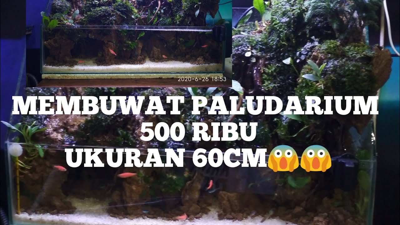 CARA MUDAH MEMBUAT PALUDARIUM UKURAN TANK 60cm