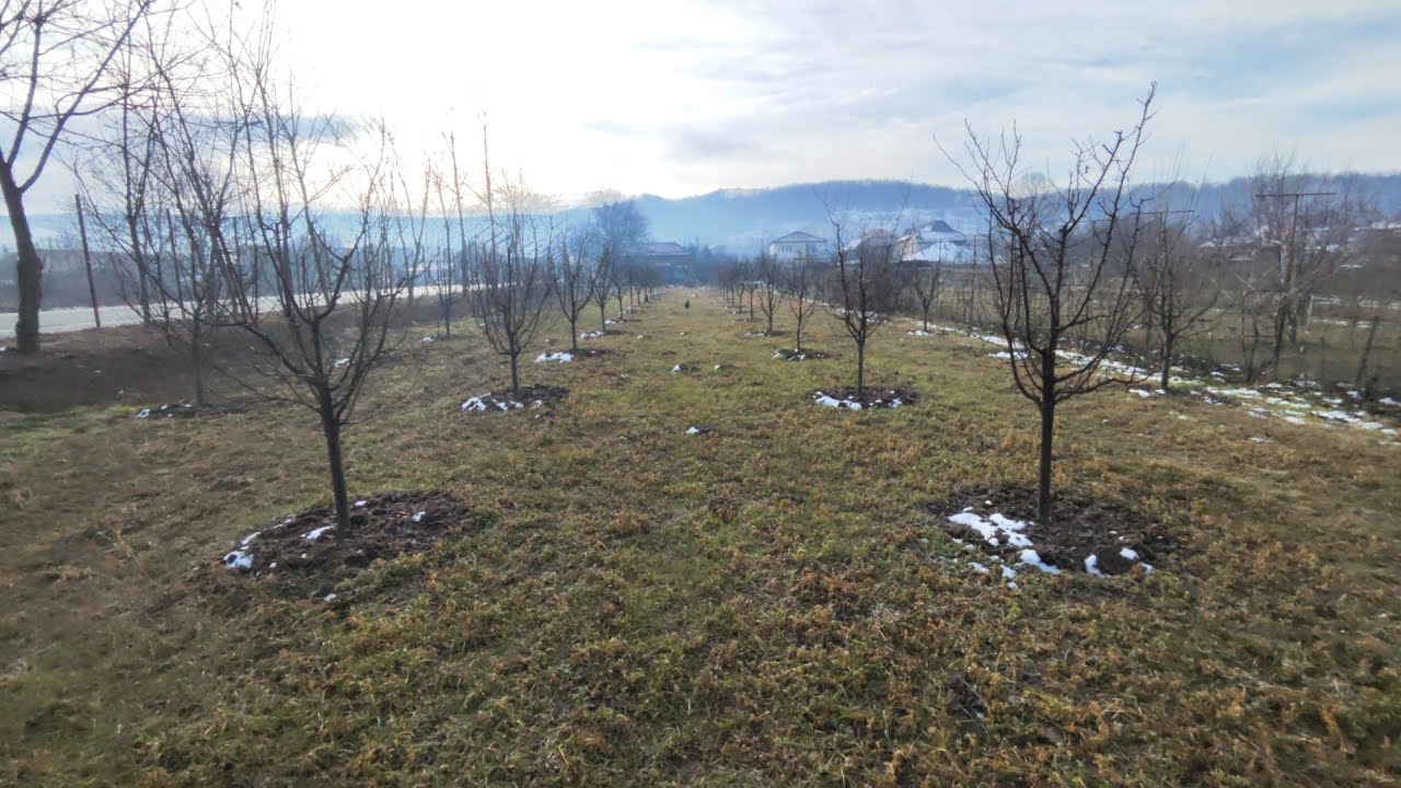Prima taiere in  repaus vegetativ în această livada , tăieri de deschidere coroana  la pruni 🫐✂️✅