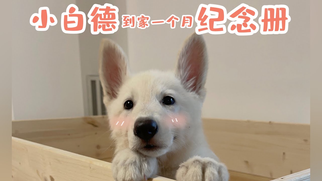 【回忆录】9分钟带你看完小白德牧到家🏠一个月的变化♥️超治愈的!!!