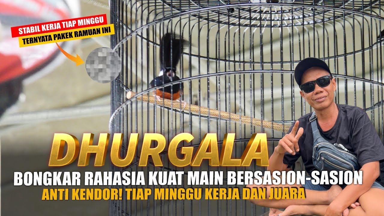 ANTI KENDOR🔥Bongkar Rahasia DHURGALA Stabil Bersasion2x, Tiap Minggu Juara Ternyata Pakek ramuan?!