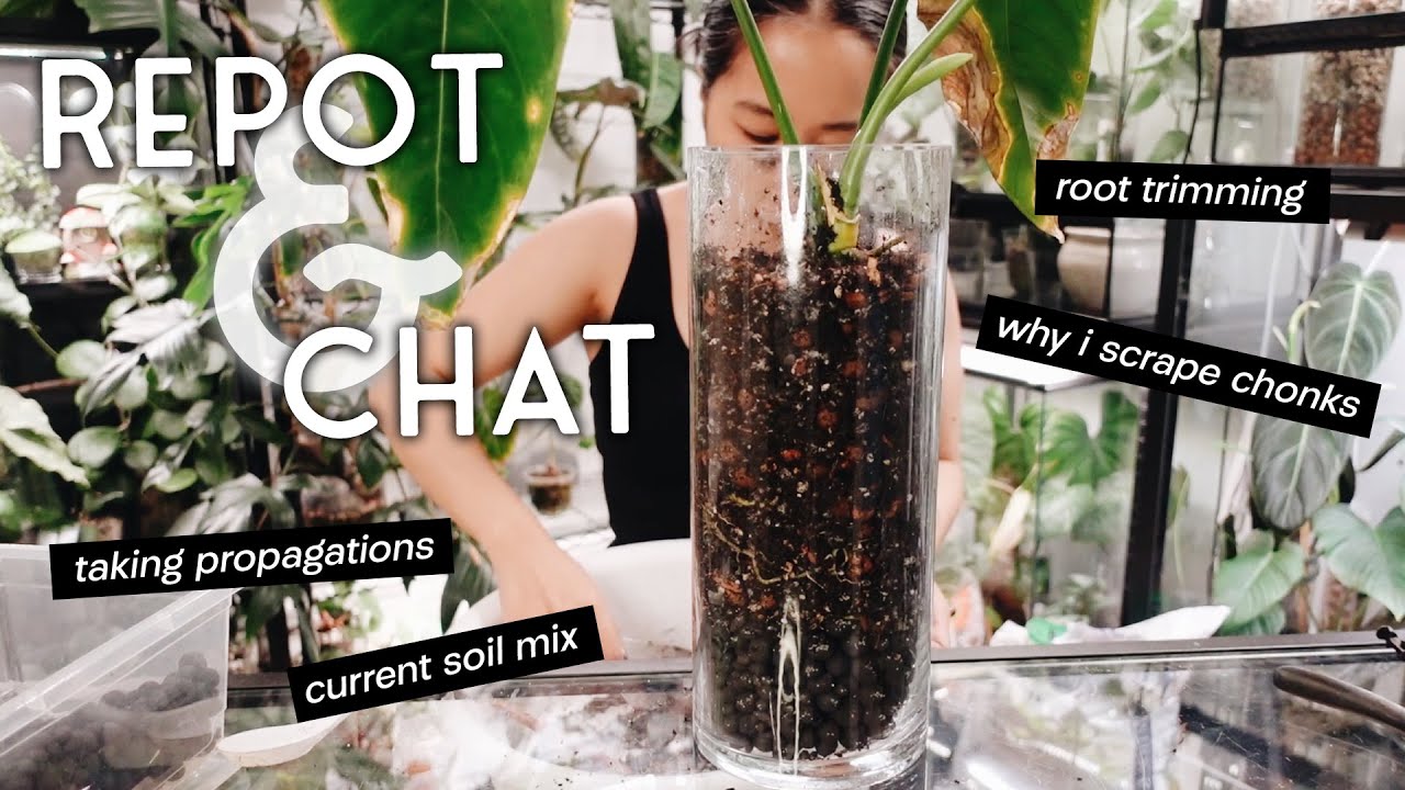 another big repot and chat #10 - chopping plants, trimming back roots and my current soil mix