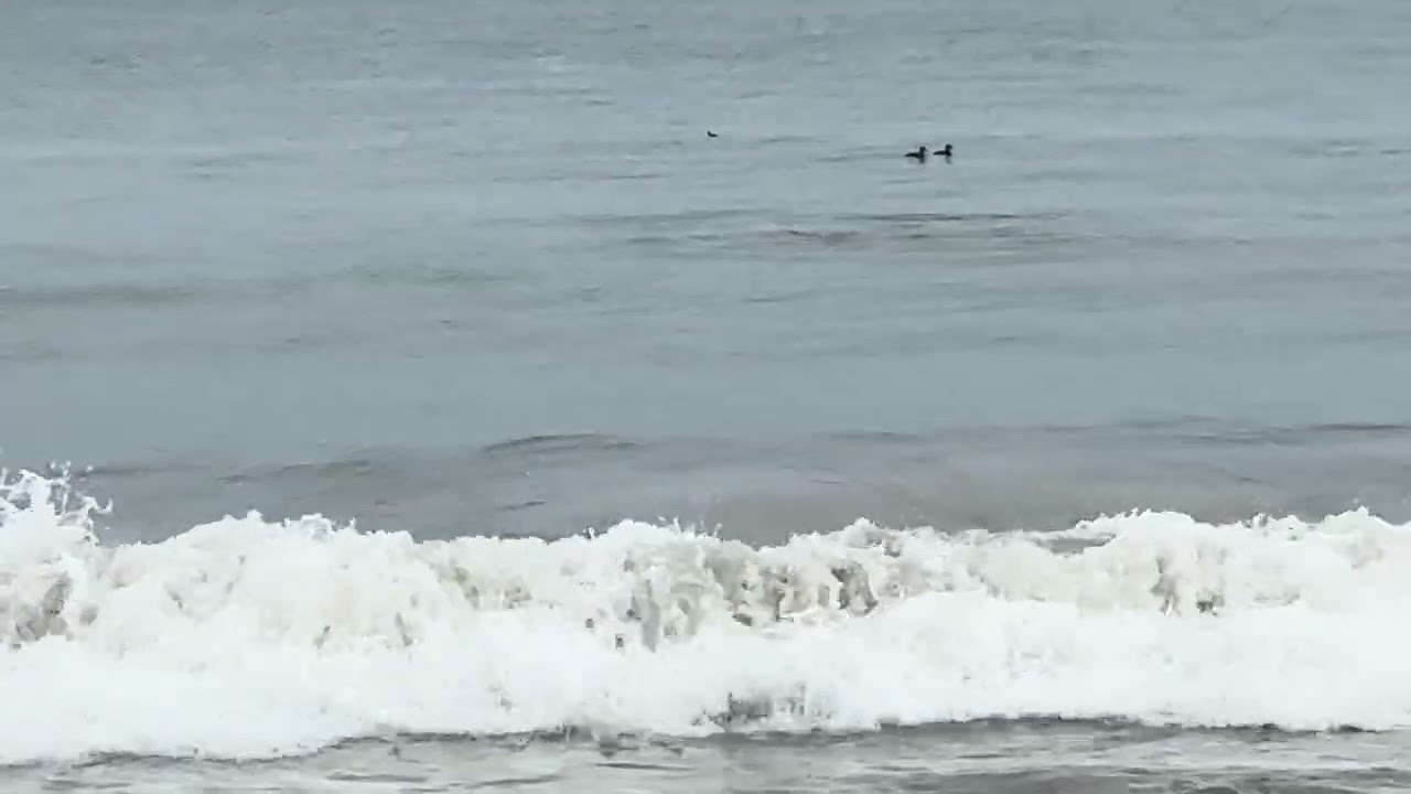 DOLPHINS😳