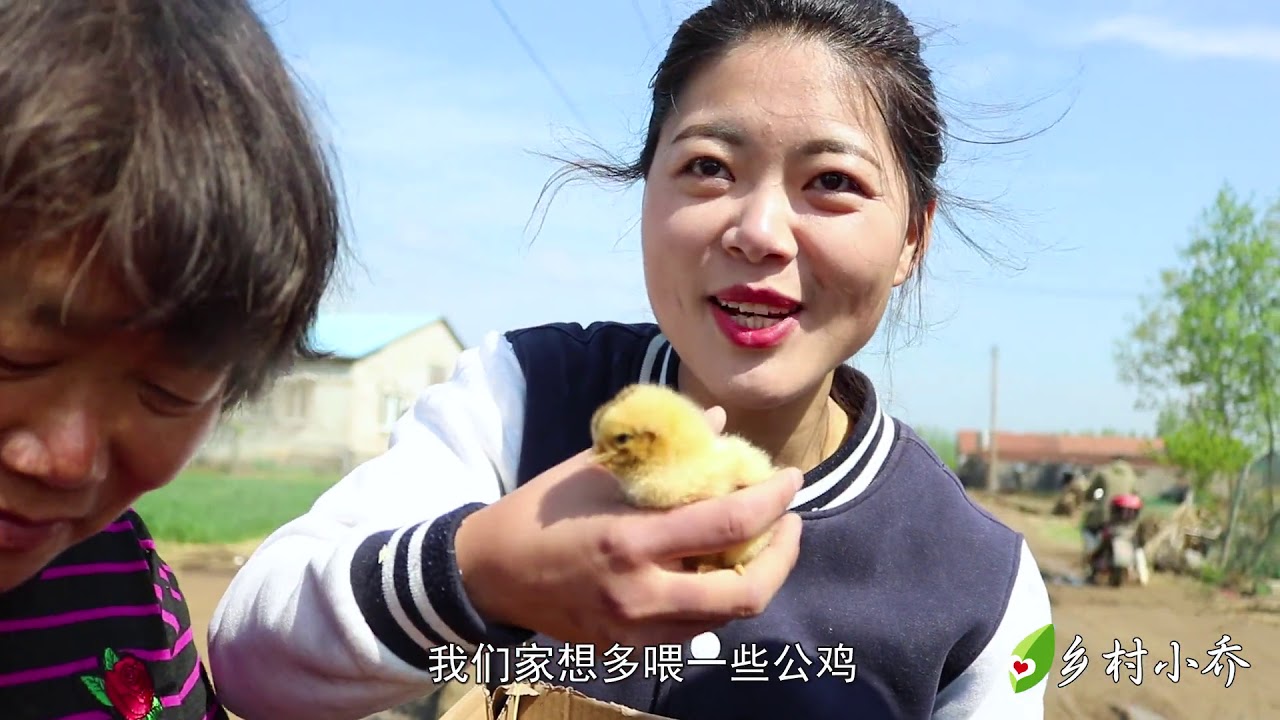 农村妈妈买小鸡，一口气买了16只，1块5一只你们觉得贵吗？