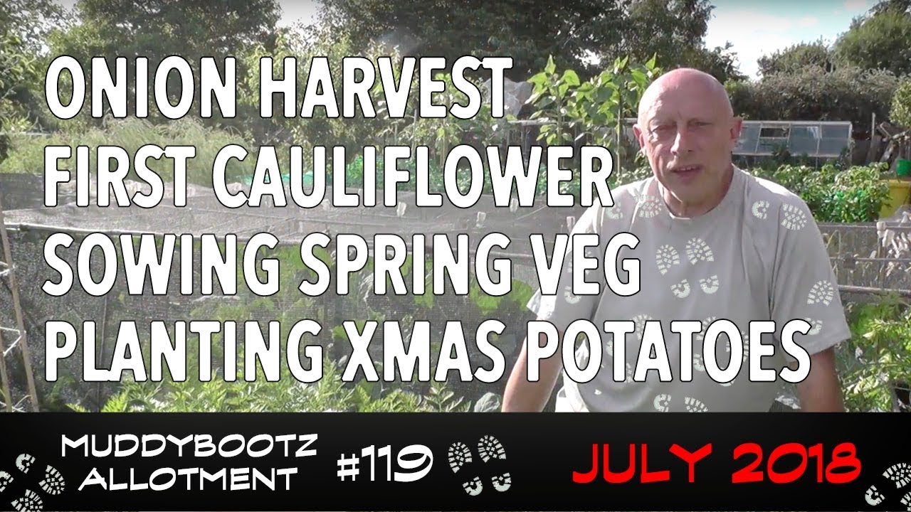 MuddyBootz Allotment #119 - Sowing Spring Veg - Xmas Potatoes - Onion & Cauliflower Harvest