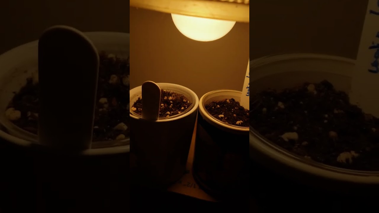 started new seeds! strong walipini genetics boomer learning to grow series