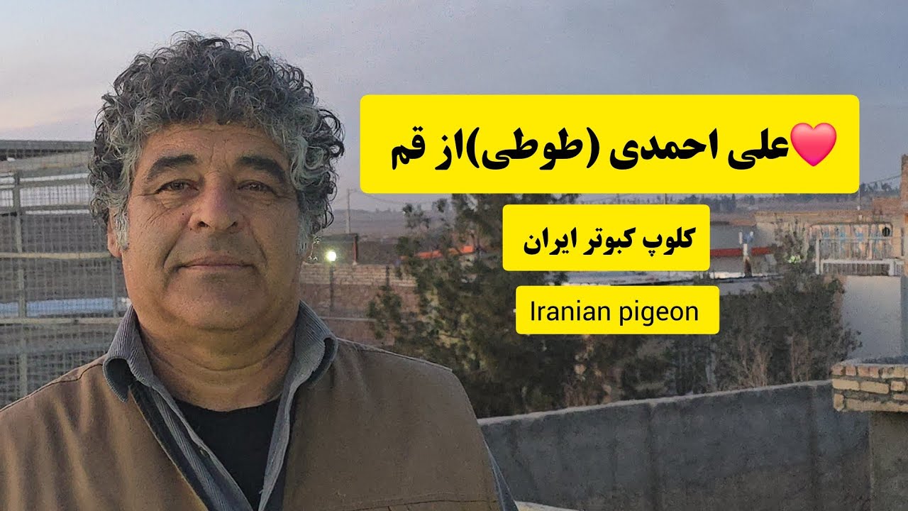 ❤️16 بهمن 1403 کبوترا و مصاحبه با آقای علی احمدی (علی طوطی) از قم iranian high flyers pigeon