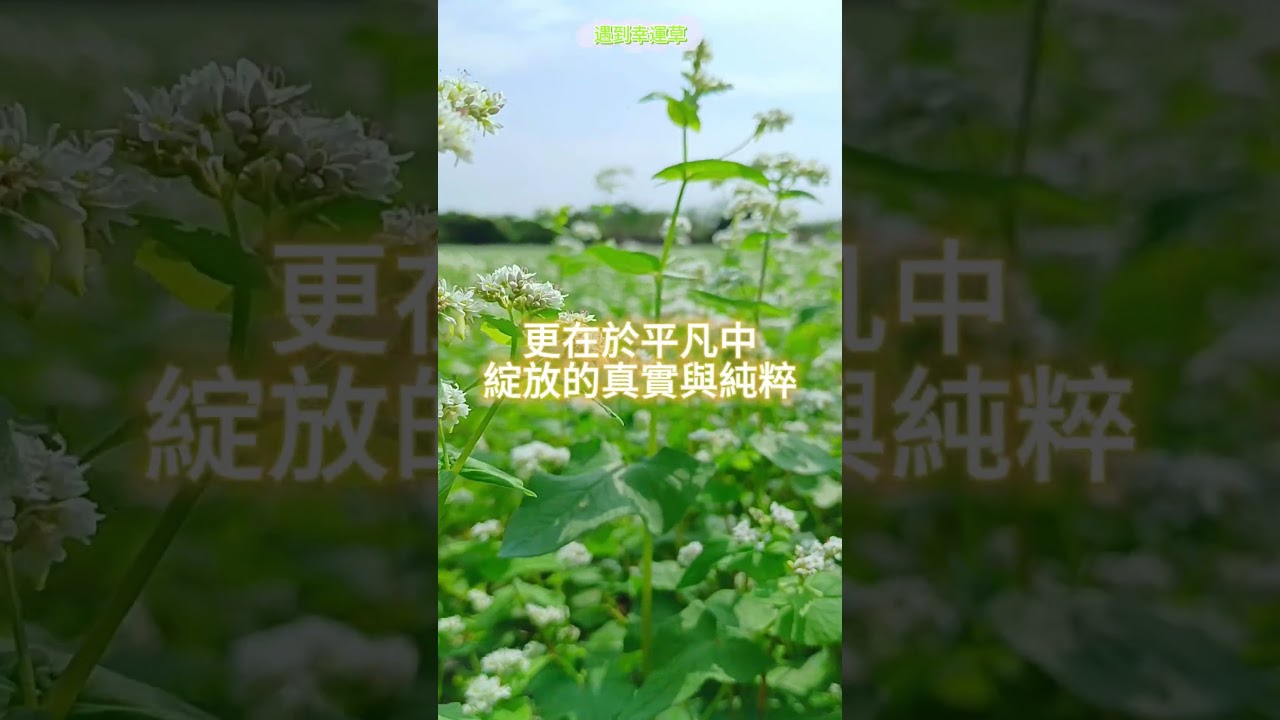鄉間的大地花雪 #心靈之語#大地之語