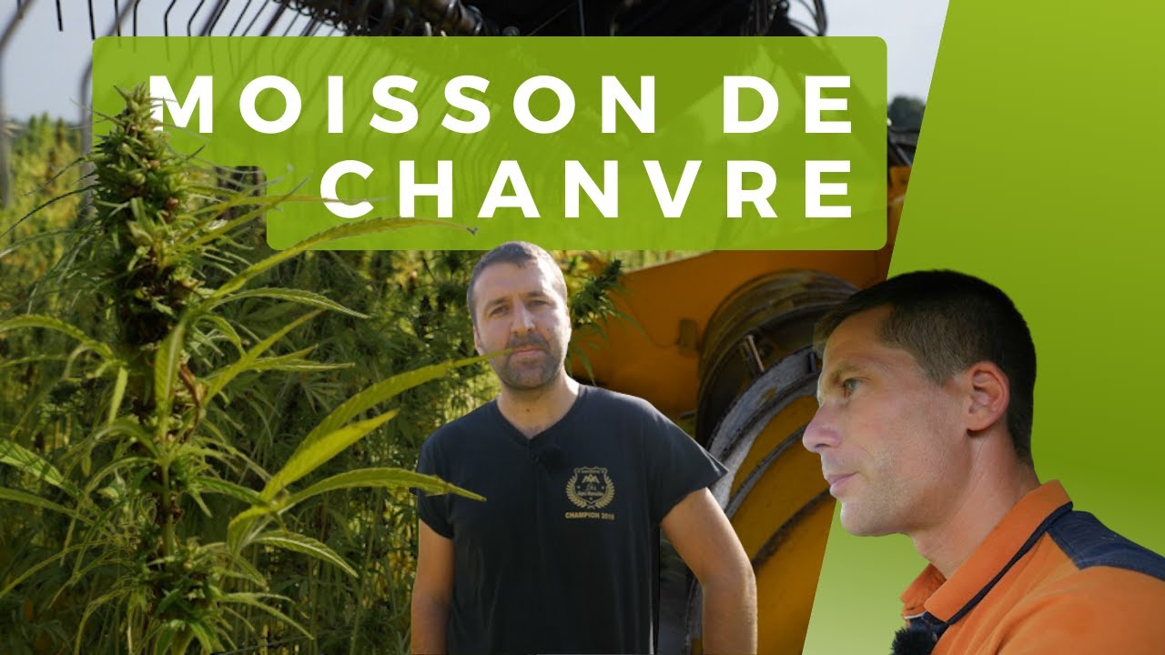 R&eacute;colte de chanvre