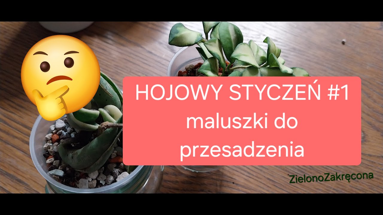 HOJOWY STYCZEŃ #1 ‐ maluszki do przesadzenia😉