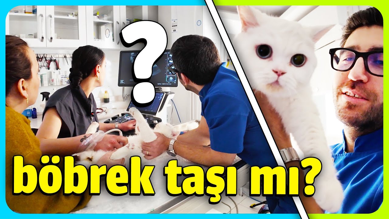 KEDİ SAHİBİYSEN GEL! 😉