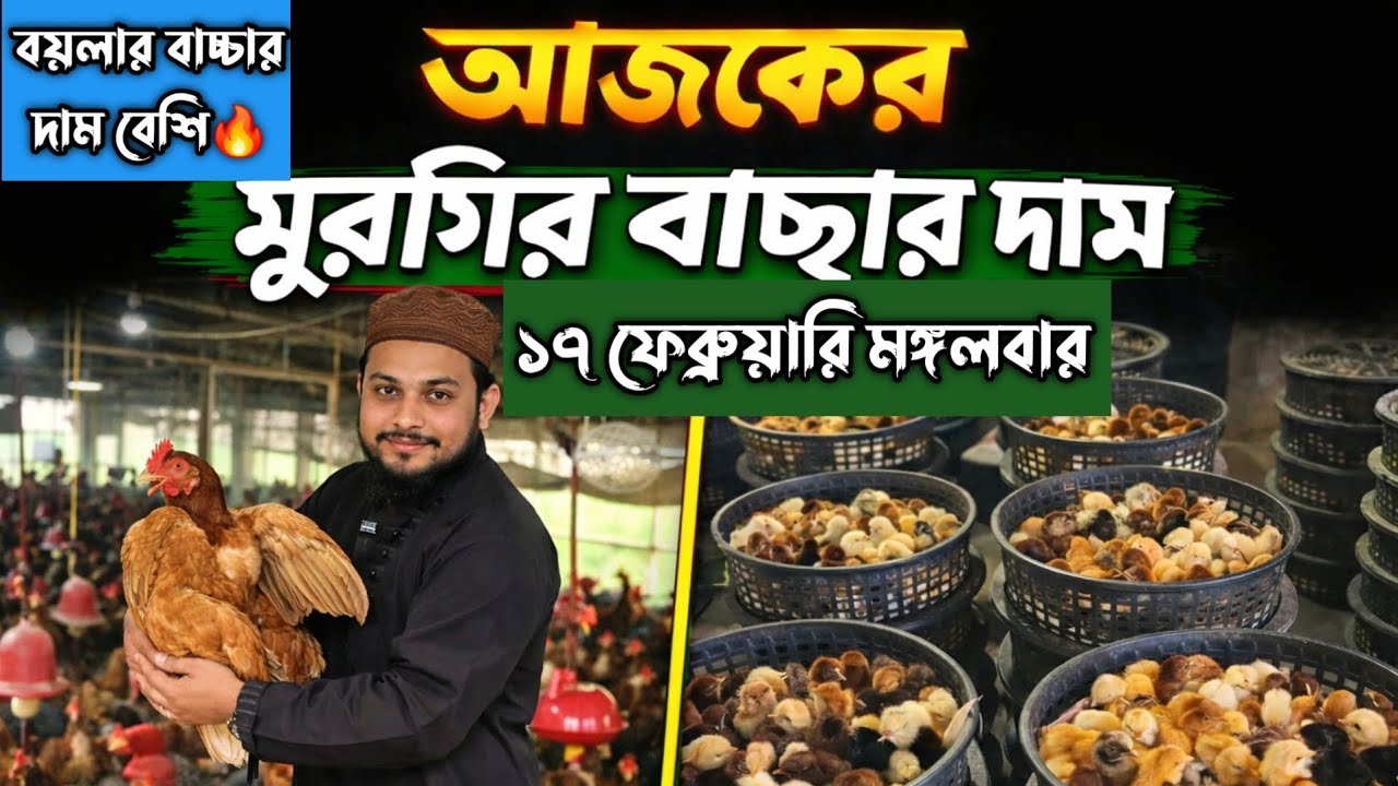 সঠিক দামে মুরগির বাচ্চা কিনুন | মুরগির বাচ্চার দাম | ১৭ ফেব্রুয়ারি মঙ্গলবার | আজকের বাজার আপডেট