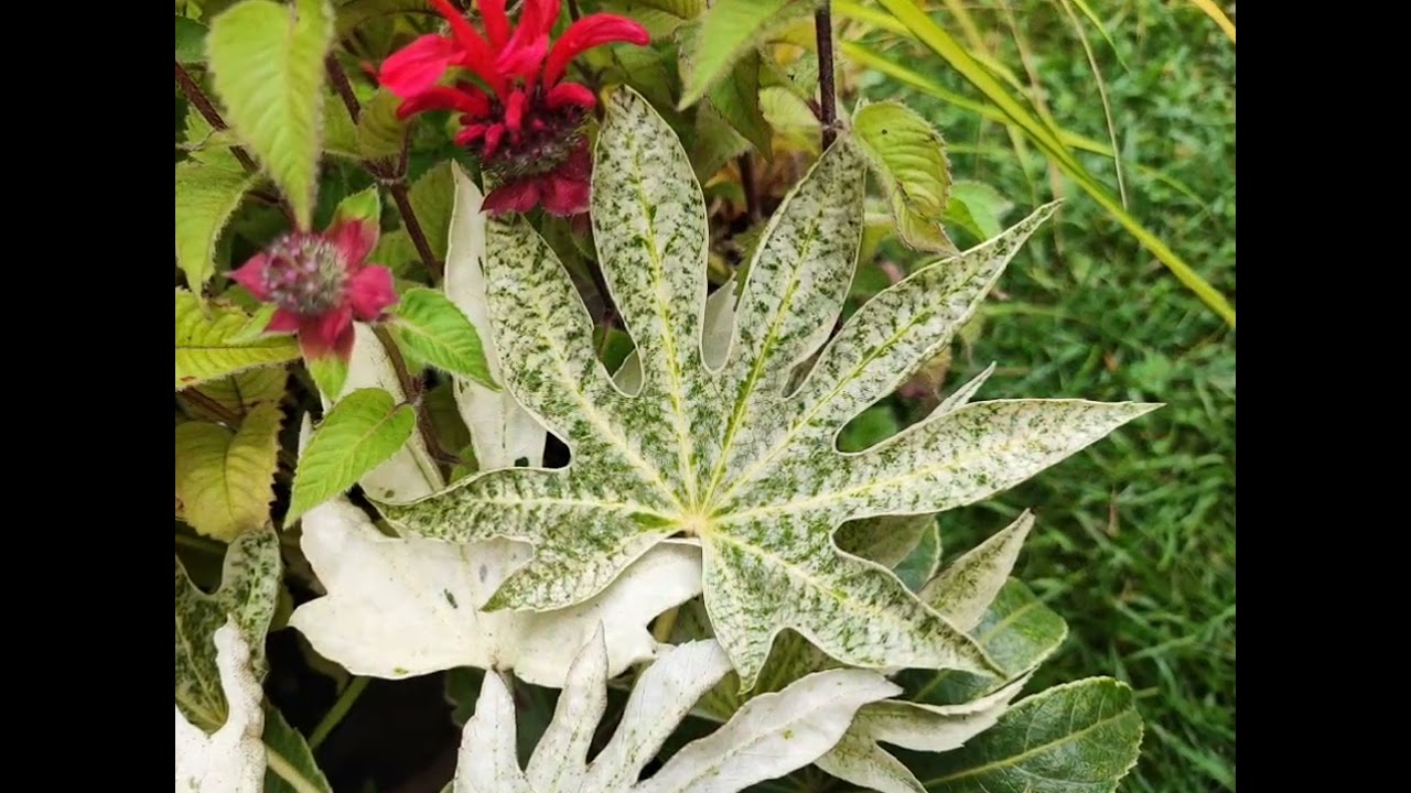 Fatsia Japonica 