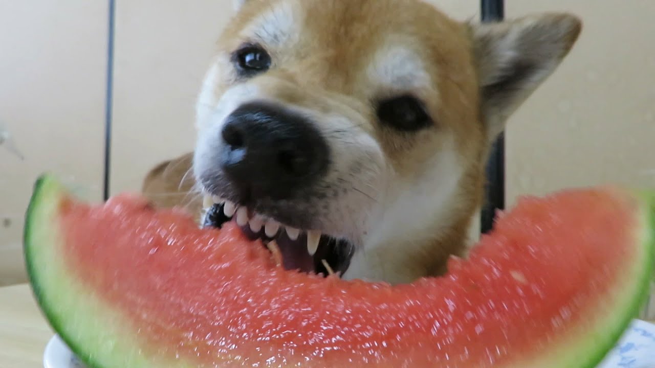 圧巻！最高のうま顔でスイカ完食の柴犬まめ