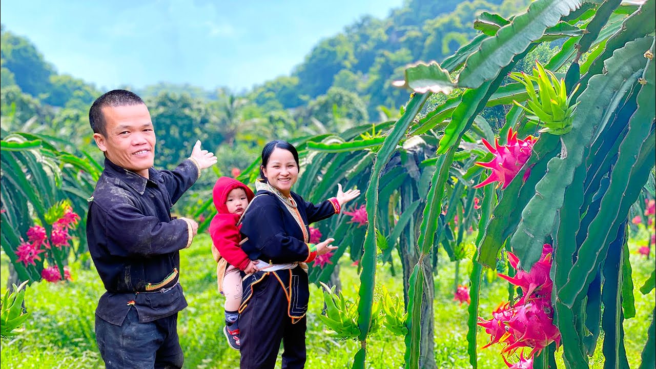 Start to Finish: Dwarf Family Growing Dragon Fruit - Harvesting Fruit - Cooking & Taking Care Farm
