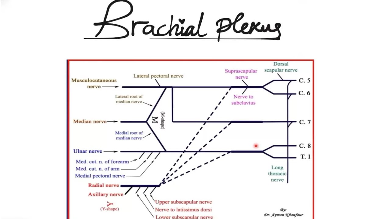 Brachial plexus made easy | MSK | Nour Amir 