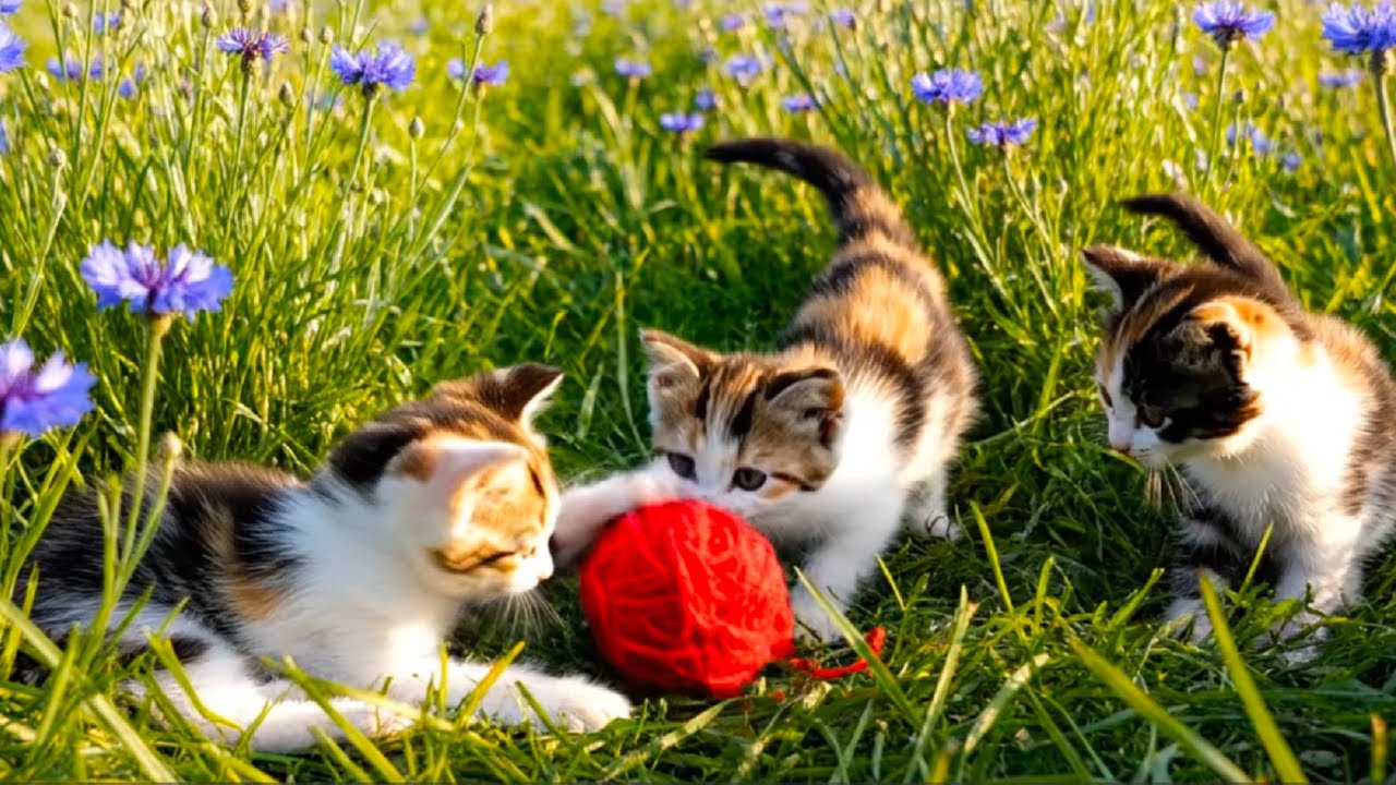 🐱 Calming Music for Cats 🐱 Gentle Piano Sounds for Relaxation