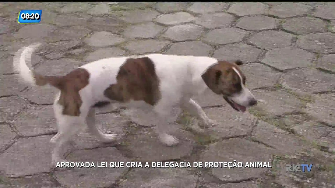 Aprovada lei que prev&ecirc; a cria&ccedil;&atilde;o de delegacia de prote&ccedil;&atilde;o animal em SC