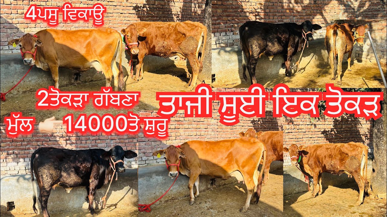 February 13, 2026 📞 +91 7526-912468☎️ #ਤੋਕੜ_ਗੱਬਣ 2ਵੈੜਾ #ਤਾਜੀ_ਸੂਈ #jarsicow #sale #viralvideo #share 