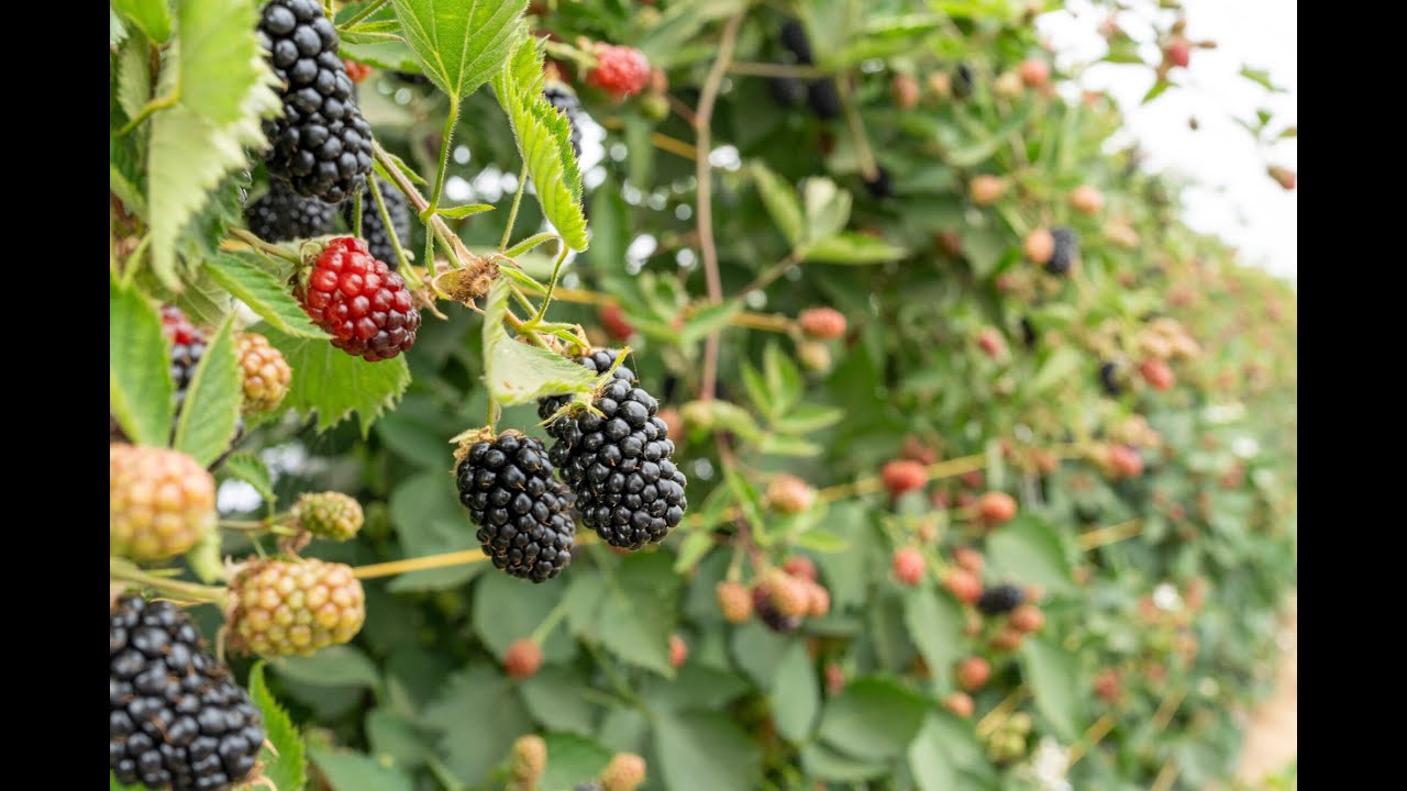 Shepherd Neame Food Team visits Clock House Farm