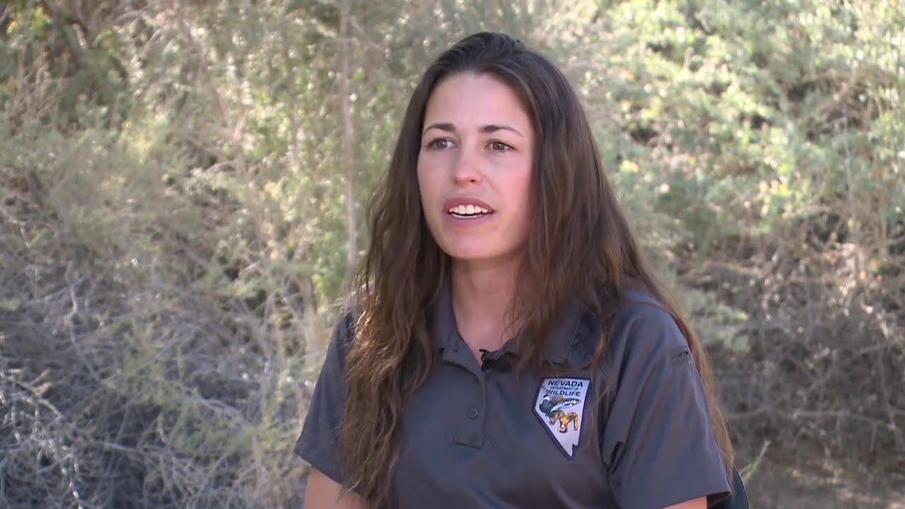 Coyotes, Mountain Lions Visit Las Vegas Valley Neighborhoods