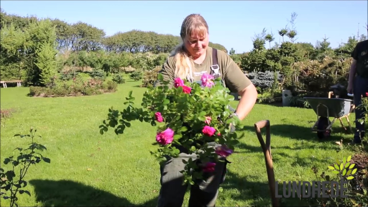 Sådan planter du nye roser i et gammelt bed