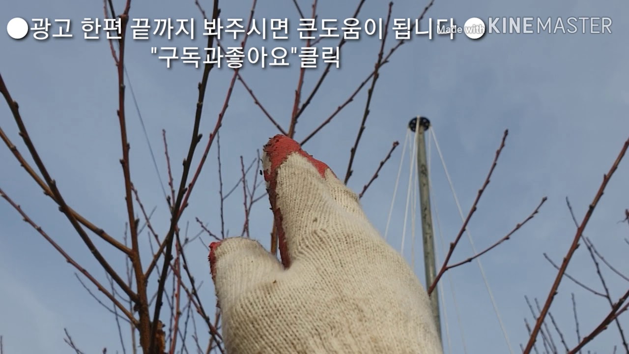 복숭아 어린나무 윗가지 빨리 키우는 방법, 주지 결과지 처음부터 끝까지 발생시키는 방법,친구야 그렇게 말고 이렇게 키워봐.