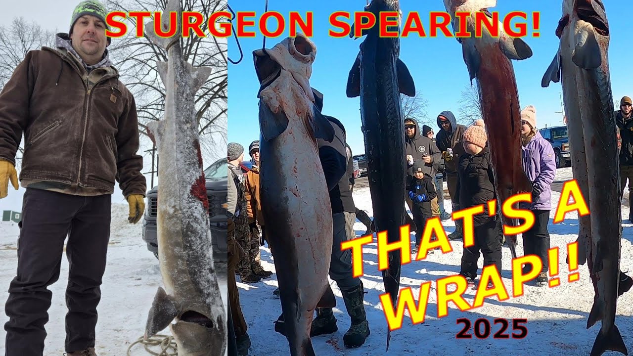 STURGEON SPEARING 2025 PART 3