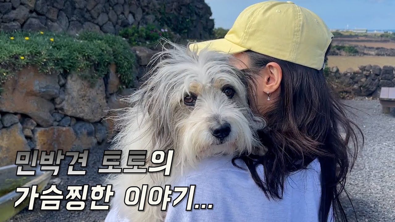 민박견 토토의 가슴찡한 이야기...