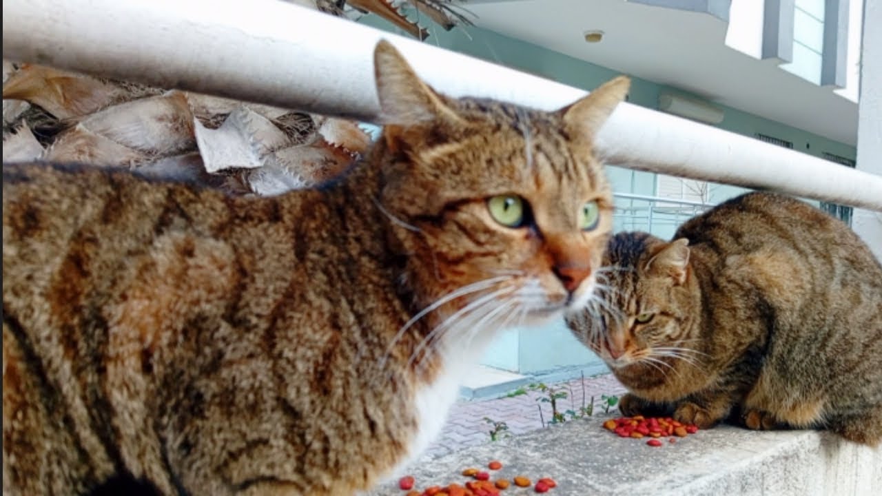 A cat offended another cat so that she wouldn't eat her food. The offended cat needed petting. 🐈‍⬛💔