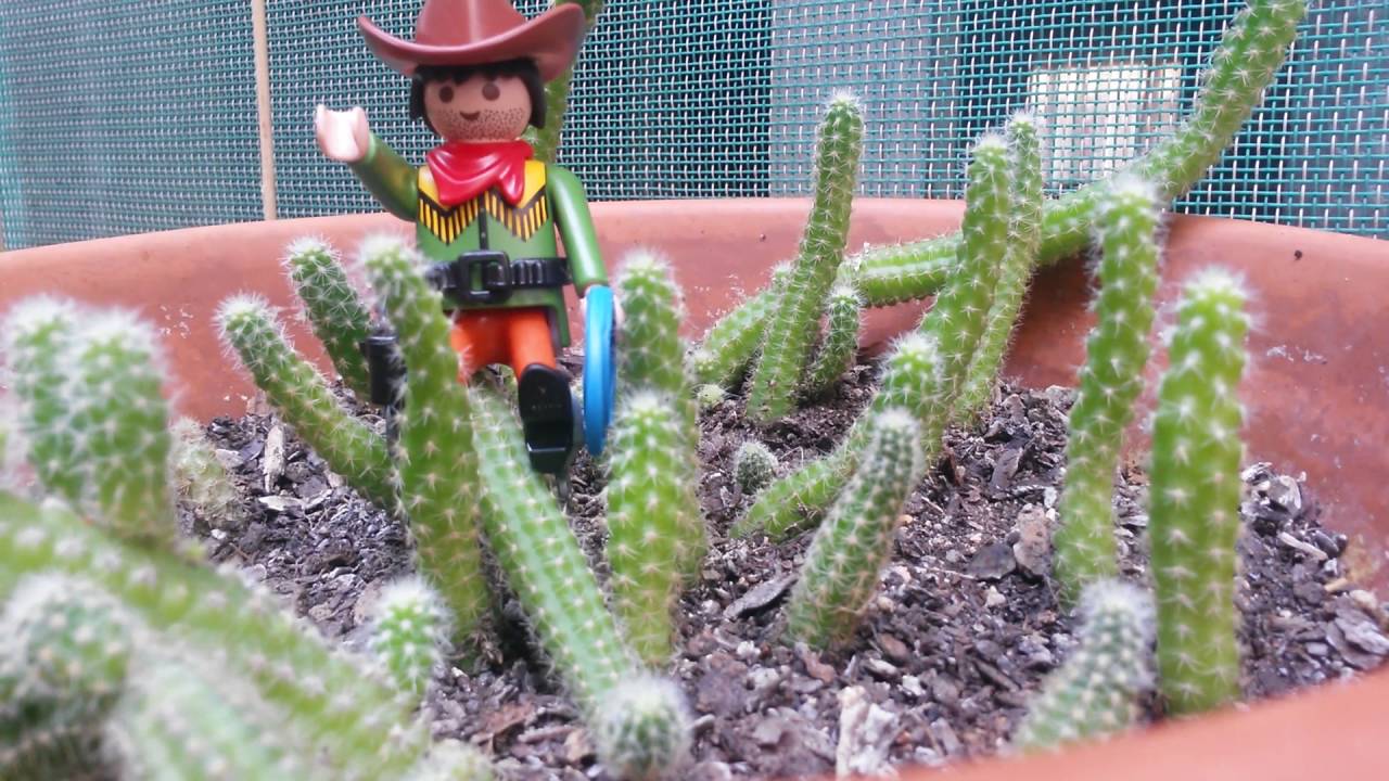 Cactus Chamaecereus silvestrii.