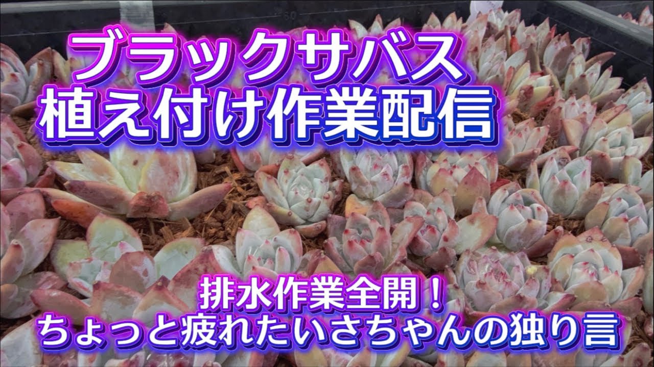 【植え付け作業配信】💖作業前に排水システムのリフレッシュ✊✨ちょっと疲れた【いさちゃんの独り言】