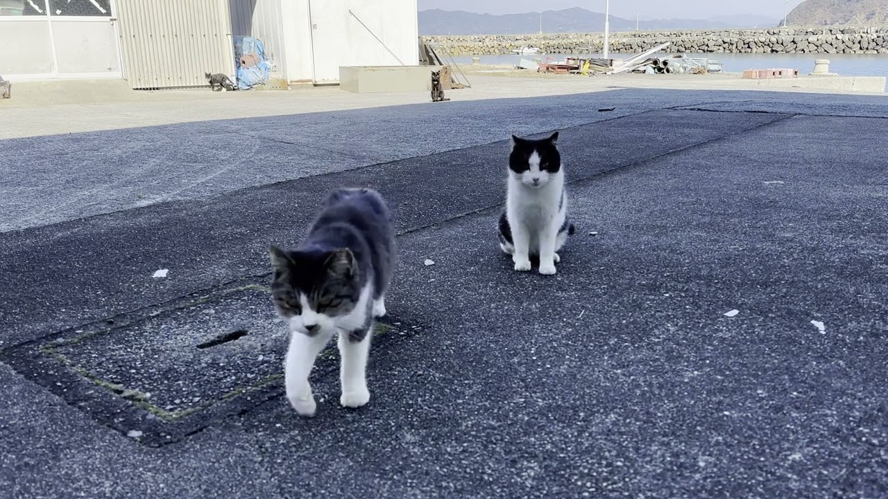 猪木原島の役所広場にいた猫さんたち28