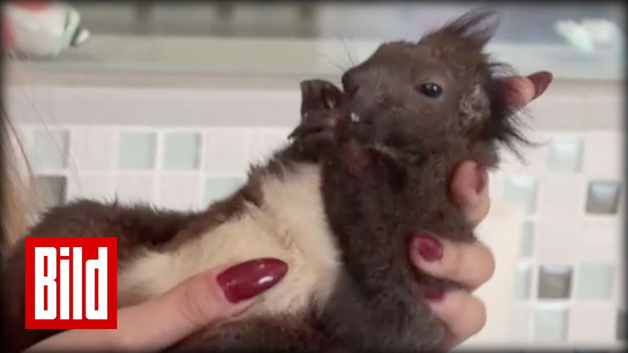 Eichhörnchen als Haustier - Protz-Paar lebt mit Nager zusammen ( Hollywood )